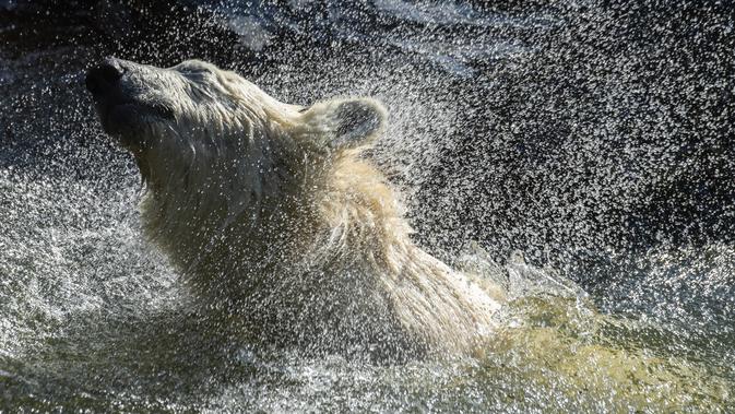 Hertha si beruang kutub mengibas-ngibaskan air ketika dia mandi di kandangnya saat suhu mencapai lebih dari 30 derajat Celcius di kebun binatang Tierpark di Berlin, Jerman (26/7/2019). Rekor suhu terpanas baru tercatat di berbagai penjuru Eropa termasuk Jerman. (AFP Photo/John Macdougall)