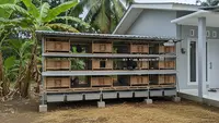 4 Ide Kandang Bertingkat untuk Ternak Ayam Petelur yang Efisien dan Produktif