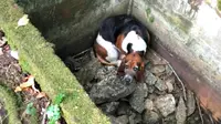 Seekor anjing dilaporkan hilang selama seminggu, ternyata ia sedang menjagai temannya yang terjatuh dalam selokan.