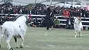 Wasit mengawasi dua domba yang mengikuti ketangkasan domba Garut dalam acara Jambore Peternakan Nasional 2017 di Buperta Cibubur, Jakarta, Sabtu (23/9). Lomba ini diikuti sebanyak 160 ekor domba.  (Liputan6.com/Herman Zakharia)