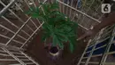 Bunga Bangkai (Amorphophallus Titanium) yang tumbuh di Taman Perumahan Pondok Kopi RW 09, Jakarta Timur, Rabu (17/11/2021). Bunga bangkai yang sudah ditanam selama 4 tahun dengan tinggi 50 cm baru tumbuh bunga 3 hari dan mengeluarkan bau tidak sedap. (merdeka.com/Imam Buhori)