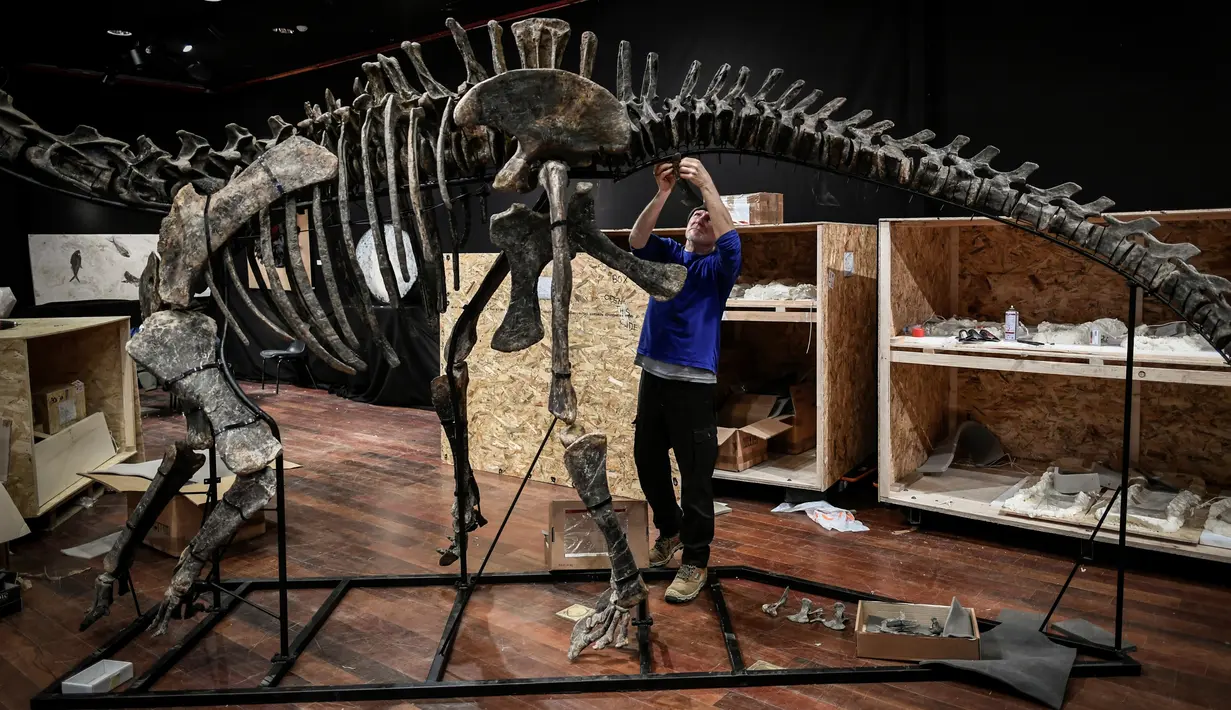 Seorang pakar asal Italia merakit kerangka dinosaurus, Diplodocus sebelum mulai dilelang di Balai lelang Drouot, Paris, Jumat (6/4). Bagi penggemar dinosaurus, pengumuman lelang ini mungkin akan menjadi kabar gembira. (STEPHANE DE SAKUTIN/AFP)