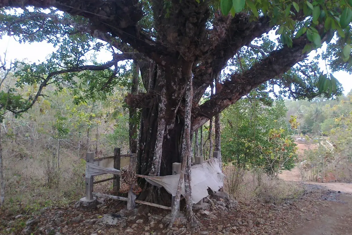 10 Pohon yang Konon Jadi Tempat Tinggal Para Hantu