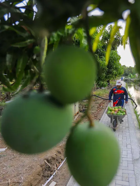 Budidaya mangga Agrimania di Mangoes Centre ini merupakan salah satu program  unggulan CSR PT KPI Unit Balongan. (Liputan6.com/Angga Yuniar)
