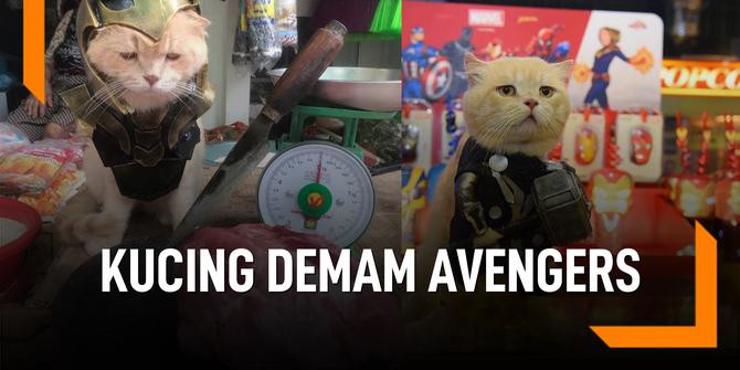 VIDEO: Cho, Si Kucing Lucu Cosplayer Pahlawan Super Avengers