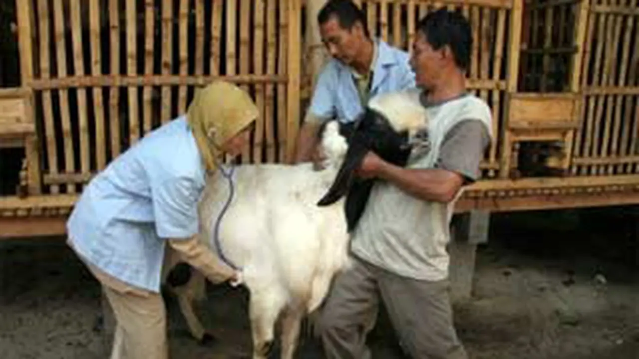 daging kambing