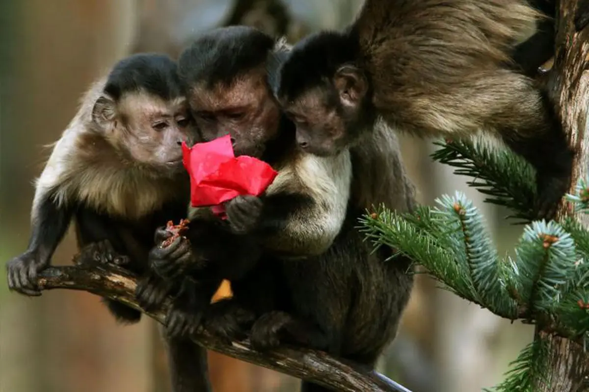 Ketika Hadiah Natal Tak Hanya Didapat oleh Manusia