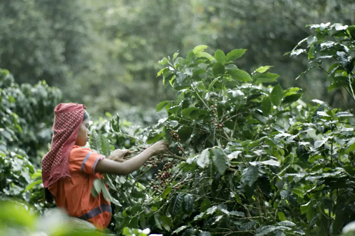 Ceritain Kopi Indonesia Bisa Bawa Anda Panen Kopi di Gunung Halu