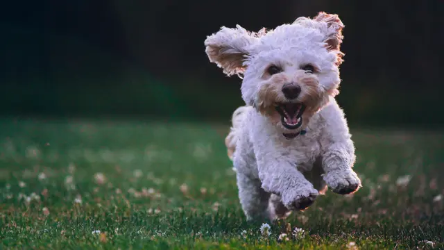 Ilustrasi anjing autisme. Photo by Joe Caione on Unsplash