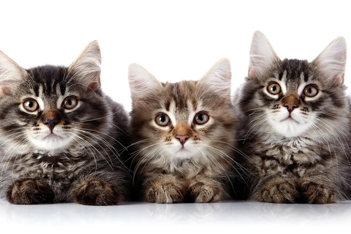 Ketika Orang yang Benci Kucing Bertemu Anak Kucing Pertama Kali