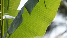 Layaknya daun teh yang banyak sekali mengandung antioksidan di dalamnya