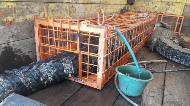 Buaya muara jantan, Negro dan satu betina dewasa dipindah ke Penangkaran Buaya Dawuhan Kulon, Banyumas. (Foto: Liputan6.com/Muhamad Ridlo)