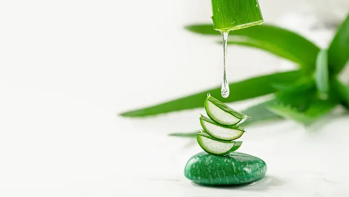 Tips Praktis Membuat Olahan Lidah Buaya yang Aman, Dijamin Anti Pahit