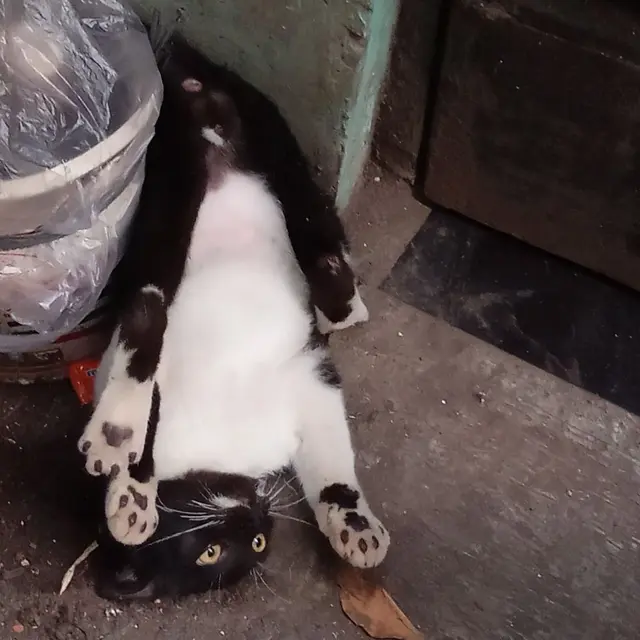 6 Potret Kucing Banyak Tingkah Ini Lucu, Terlalu Atraktif