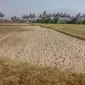 Ratusan hektar lahan pertanian di kawasan Wanaraja, wilayah Garut Utara mulai mengalami kekeringan akibat musim kemarau berkepanjangan (Liputan6.com/Jayadi Supriadin)