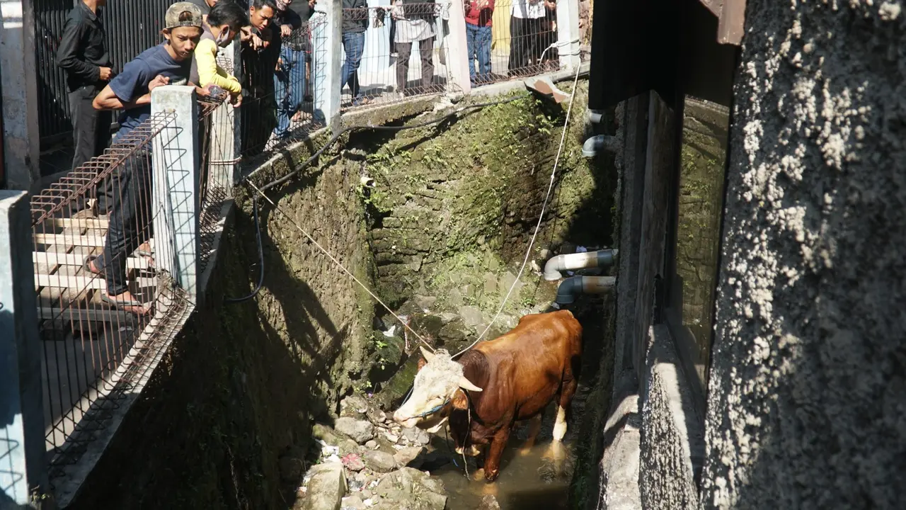 Sapi Masuk Parit