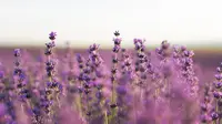 8 Bunga yang Disukai Ular, Kenapa Justru Tanaman Cantik Ini Jadi Magnet Reptil?