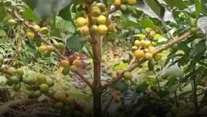 Mengenal Kopi Langka Tumbuh Subur di Lereng Gunung Raung