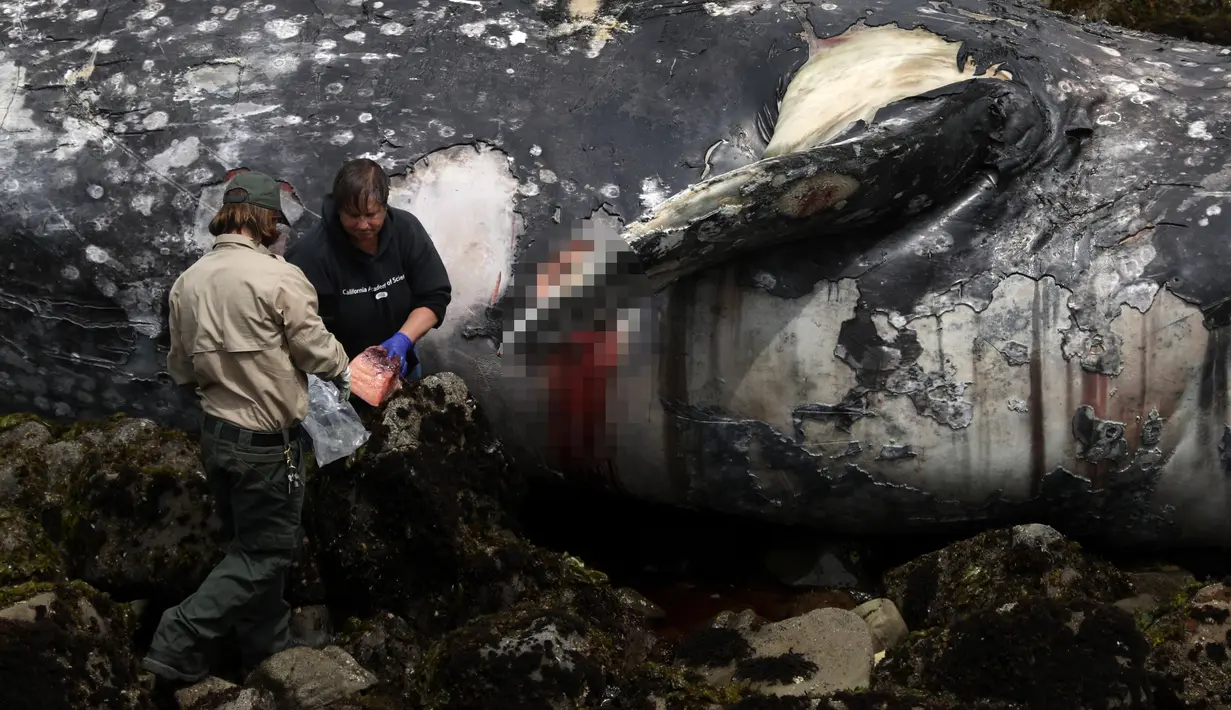 Dua pekerja Pacifica City memeriksa bangkai paus abu-abu yang terdampar di Pantai Pacifica State, California (14/5/2019). Paus mati tersebut merupakan yang kesepuluh ditemukan terdampar di pantai di Wilayah Teluk San Francisco sejak Maret lalu. (AFP Photo/Justin Sullivan)