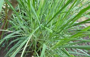 Serai Wangi. (Foto: James Steakley/Wikimedia Commons)