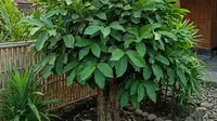 7 Tips Tanam Daun Salam dari Bibit Kecil hingga Tumbuh Rimbun Bertahun-tahun ala Ibu Rumah Tangga