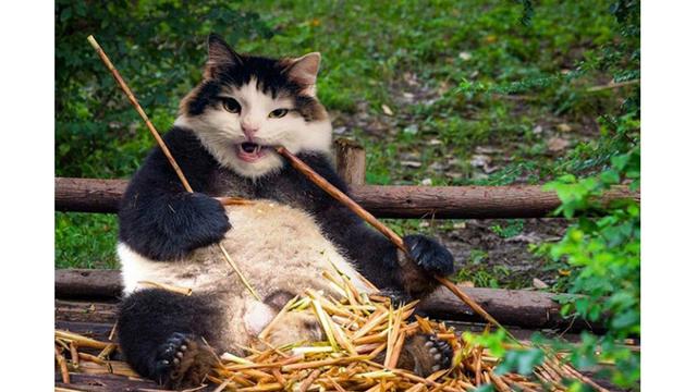 Begini Rupa Kucing Jadi Hewan Lain