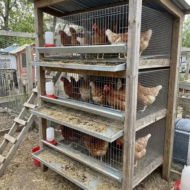 Kandang Bertingkat untuk Ayam