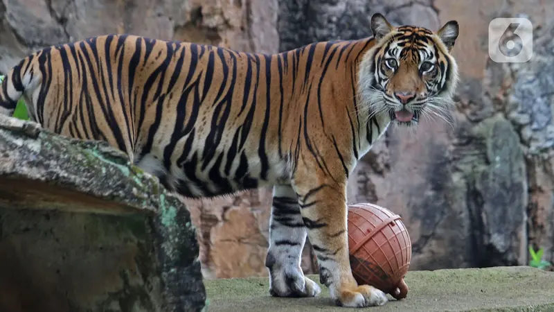 Dua Harimau di Ragunan Terpapar COVID-19