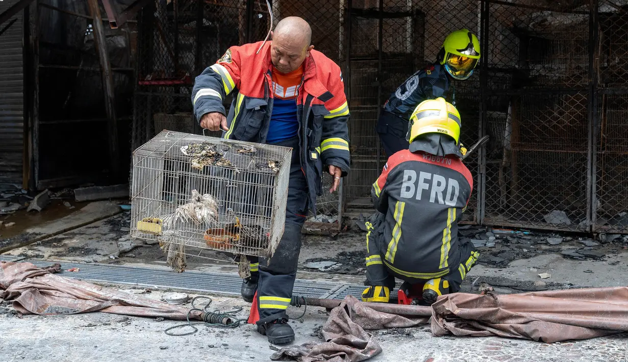 Seorang petugas pemadam kebakaran membawa ayam yang terluka di dalam kandang setelah kebakaran di pasar hewan peliharaan di sebelah pasar Chatuchak di Bangkok, Thailand pada tanggal 11 Juni 2024. (Chanakarn Laosarakham/AFP)