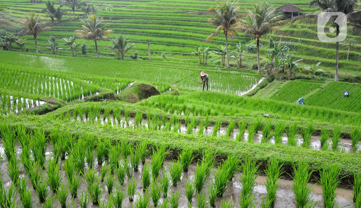 Petani membersihkan rumput liar di sela tanaman padi jenis IR64 di Jatiluwih, Tabanan, Bali, Minggu (5/9/2021). Seiring berakhirnya masa panen dan memasuki masa tanam padi, Badan Pusat Statistik (BPS) mencatat harga beras semua kualitas terjadi kenaikan pada Agustus 2021. (merdeka.com/Arie Basuki)