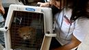 Seorang aktivis dari LSM Animals Lebanon tiba di tempat penampungan dengan membawa seekor kucing di pinggiran selatan Beirut pada 3 Oktober 2024. (Joseph EID/AFP)