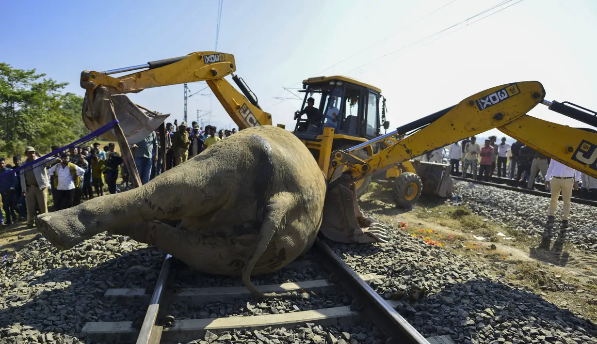 Petugas kehutanan menggunakan alat pengeruk tanah untuk memindahkan salah satu dari dua gajah yang mati setelah bertabrakan dengan kereta di Morigaon, Assam, India, Rabu (1/12/2021). Gajah-gajah itu diduga tengah menjelajah ke daerah tersebut dari hutan terdekat. (Biju BORO/AFP)