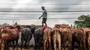Seorang pedagang mengawasi ternaknya di pasar ternak menjelang hari raya Idul Adha, di Ambarawa, Jawa Tengah pada Sabtu 16 Mei 2026. (DEVI RAHMAN/AFP)
