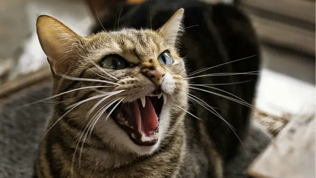 8 Tanda Kucing Diam-Diam Sedang Marah pada Kamu
