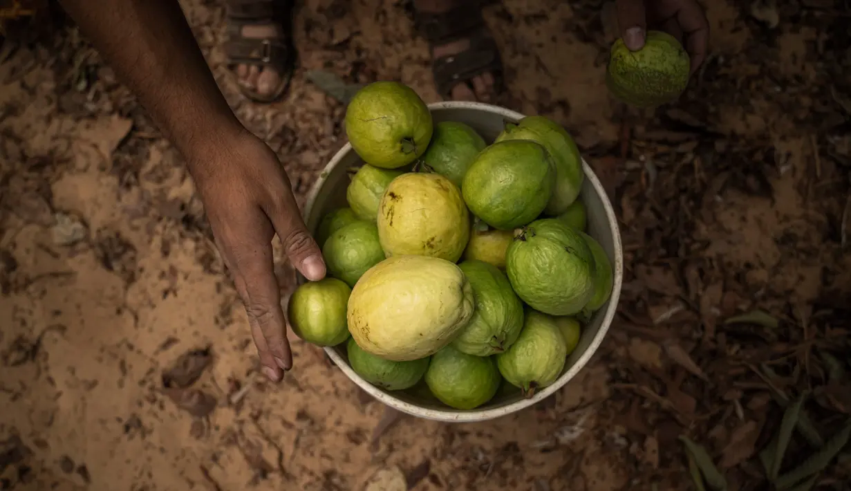 Petani Palestina mengumpulkan jambu biji pada awal musim panen tahunan di Khan Younis, Jalur Gaza Selatan, Rabu (7/9/2022). Berbagai jenis buah dan sayur bisa tumbuh subur di Gaza, salah satunya jambu biji. (AP Photo/Fatima Shbair)