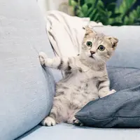 Ilustrasi Kucing/https://unsplash.com/Tran&nbsp;Mau Tri Tam