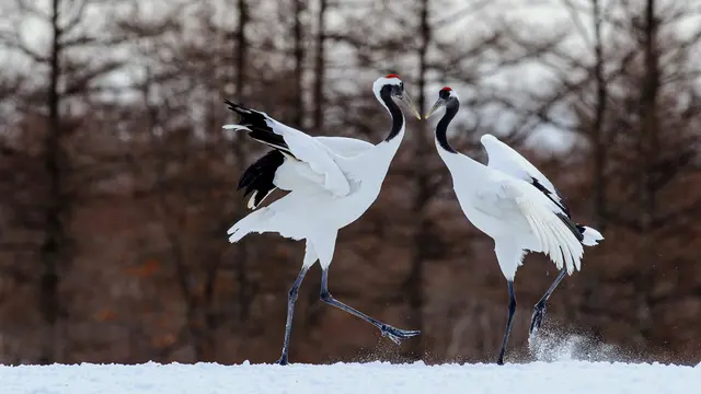 Crane