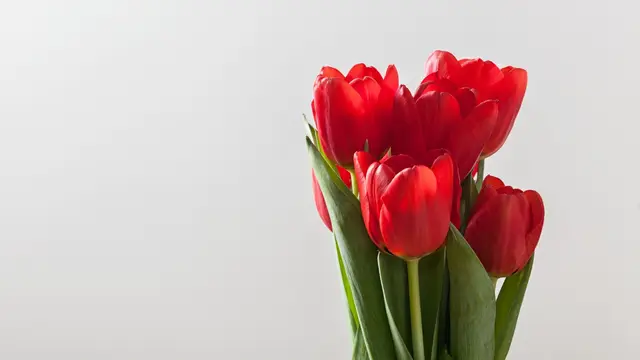 Red Tulip