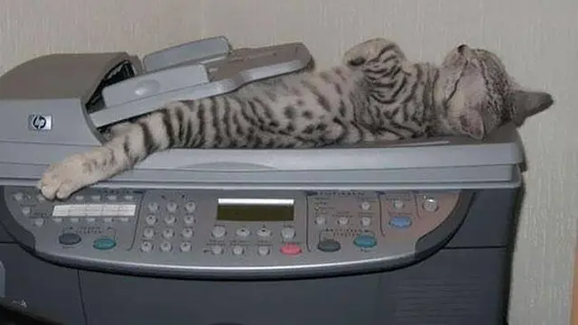 10 Potret Kucing Tidur dengan Pose Nyeleneh di Lokasi Absurd Ini Bikin Geleng Kepala