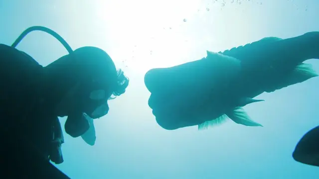 Persahabatan unik manusia dan ikan berjenis Asian sheepshead wrasse