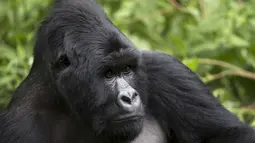 Gorila yang bernama Bugingo tertangkap kamera saat bersantai di Mgahinga Gorilla National Park, Uganda, Jumat (20/11/2015). Gorila yang ada di taman nasional ini merupakan gorila dari kelompok Nyakagezi. (REUTERS/Edward Echwalu)