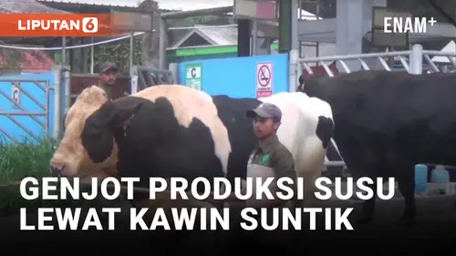 VIDEO: Demi Makan Gratis, Kementerian Pertanian Cek Proses Kawin Suntik Sapi