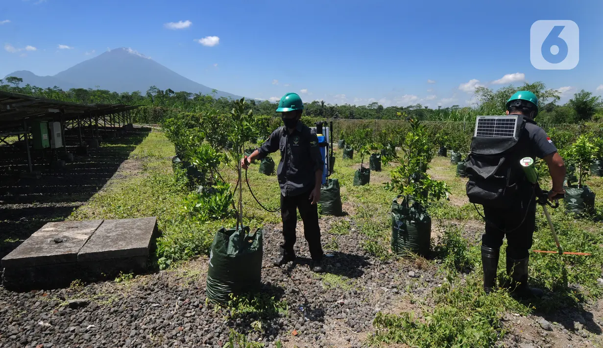 Pekerja menyiram dan memotong tanaman dengan sumber energi dari solar cell di Pembangkit Listrik Tenga Surya (PLTS) 1 MWp, Bangli, Bali, Selasa (31/8/2021). Selain menjual listrik ke PLN, PLTS ini mengembangkan sistem pertanian hidroponik dengan sumber listrik tenaga surya. (merdeka.com/Arie Basuki)