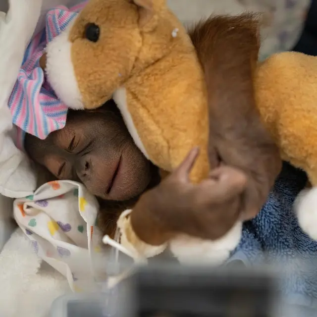 Sayembara Nama Bayi Orang Utan Penghuni Kebun Binatang Amerika Serikat yang Lahir Secara Caesar