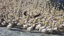 Pelikan putih besar menunggu untuk mencari ikan di Waduk Mishmar HaSharon, Lembah Hefer, Israel, Senin (8/11/2021). Ribuan pelikan yang sedang menuju Afrika berhenti di Waduk Mishmar HaSharon untuk makanan yang disediakan oleh otoritas cagar alam Israel. (AP Photo/Ariel Schalit)
