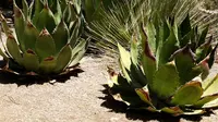 Tanaman beracun yang biasa ada di gurun di Amerika, agave americana. (Foto: pixabay)