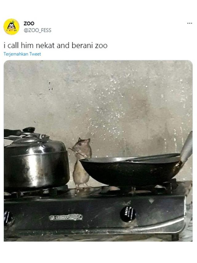 7 Tingkah Laku Tikus saat Tertangkap Kamera Ini Bikin Geleng Kepala