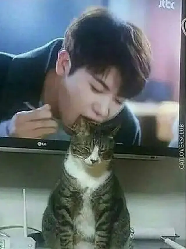 6 Momen Kebetulan Kucing di Depan Layar Ini Ciptakan Ilusi Optik