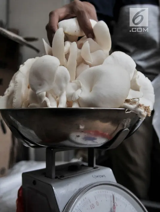 Petani saat menimbang jamur tiram di kawasan Pulo Kambing, Jakarta, Rabu (26/12). Musim penghujan membuat produksi jamur tiram meningkat dari bulan biasa. (Merdeka.com/Iqbal S. Nugroho)