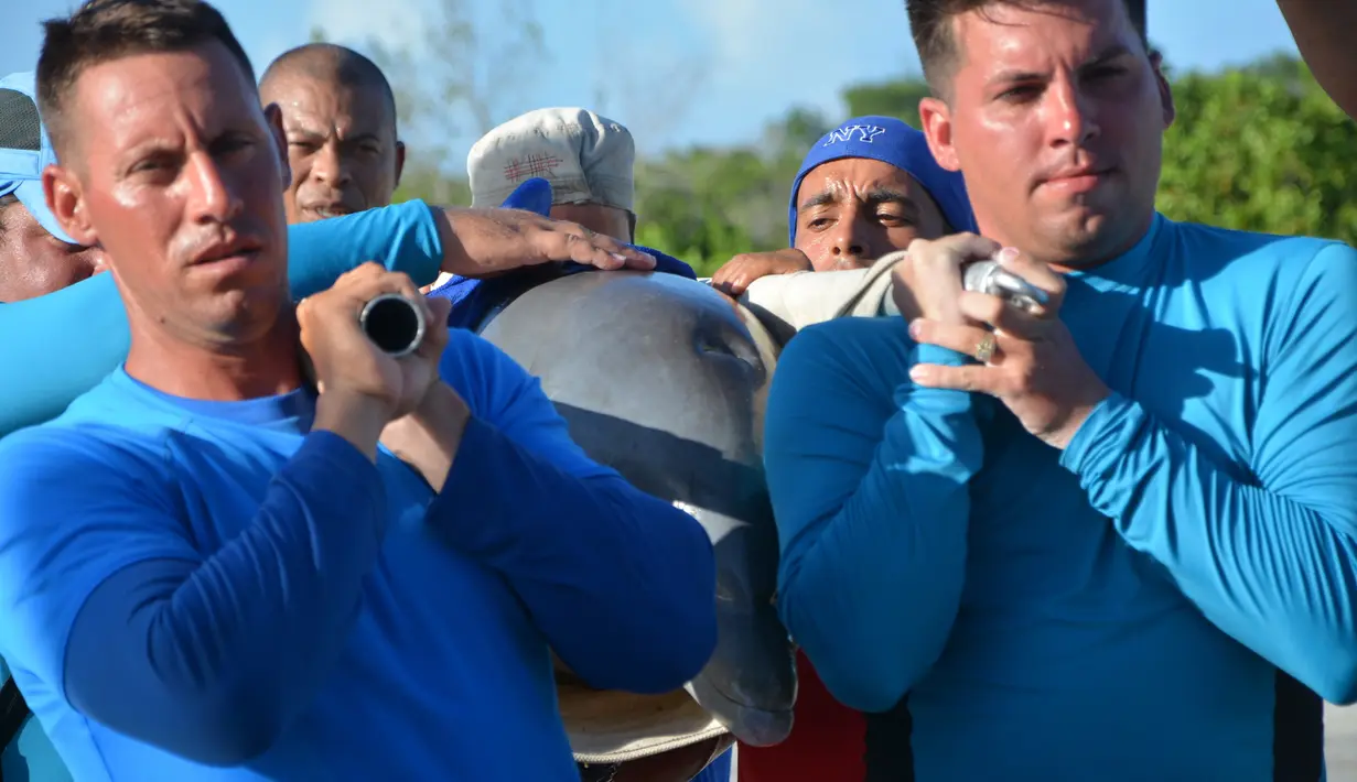 Petugas membopong lumba-lumba untuk dipindahkan ke Dolphinarium di Cienfuegos, Kuba (8/9). Sebelumnya, pada Jumat (8/9) badai Irma menguat dan mendarat di Kuba. (Osvaldo Gutierrez Gomez / ACN via AP)